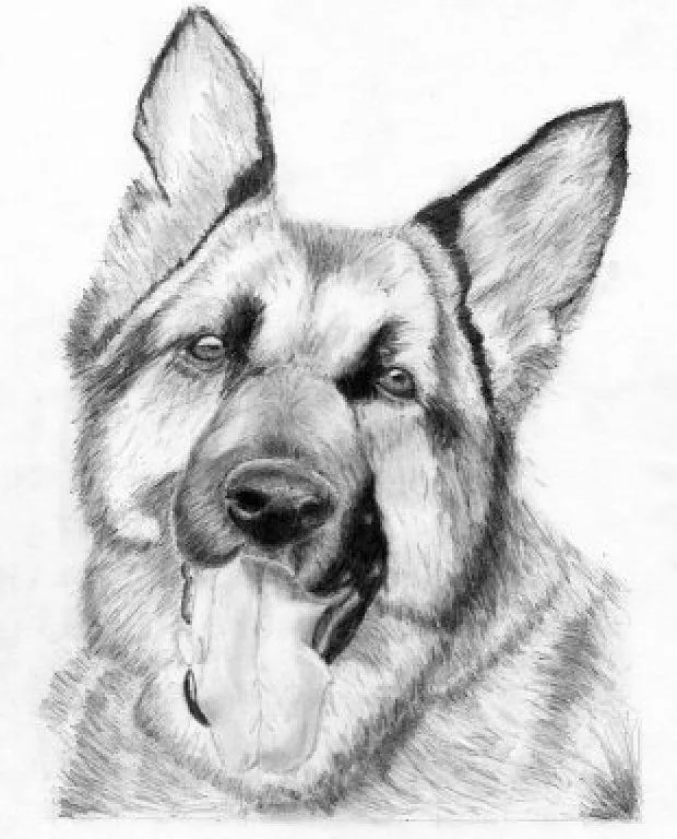 Dibujos de perros pit bull a lapiz - Imagui
