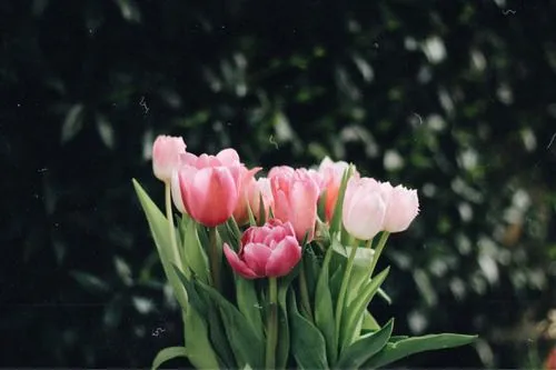 Ideas Viajando] - Tulipanes no, porque me enamoro.