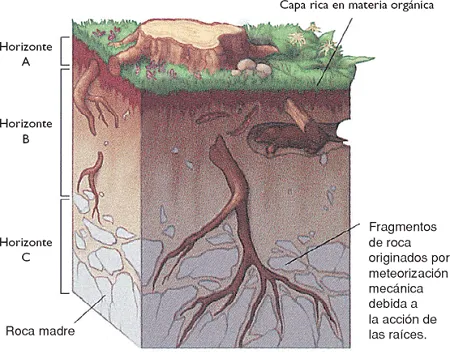 Identificación y Clasificación de Suelos | Geología Venezolana