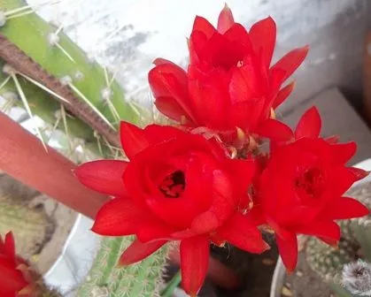 Identificación de una especie de cactus con flores rojas - Foro de ...
