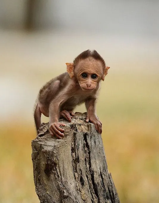 Idool 14 fotografías de changos bien monos - Lindos simios
