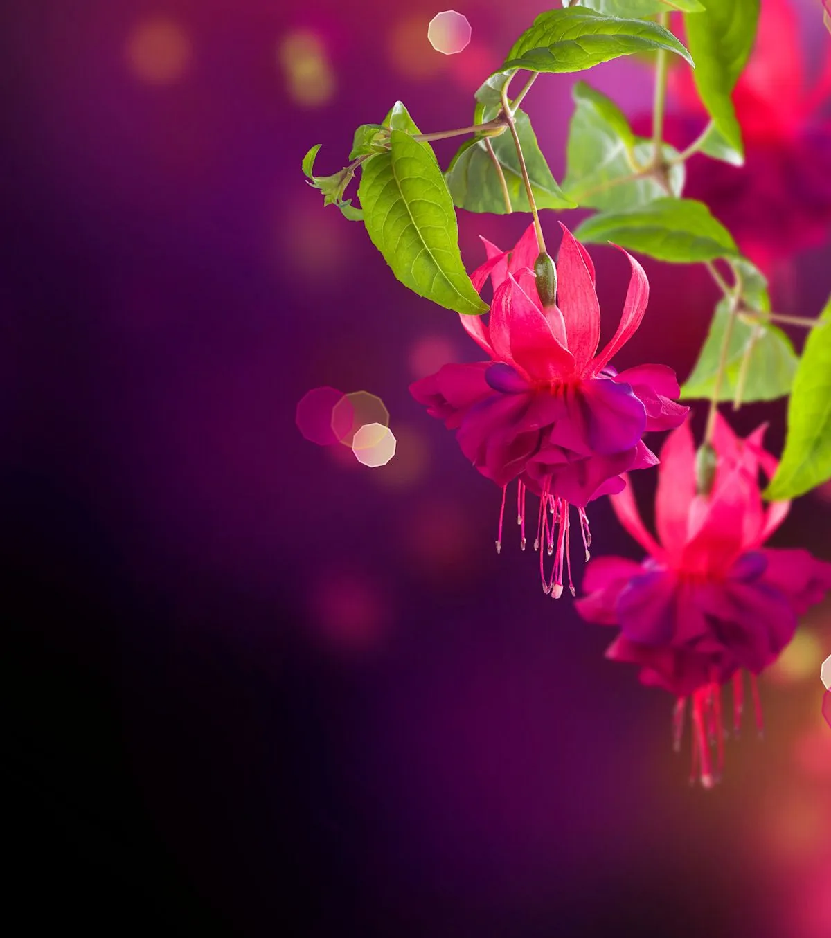 BANCO DE IMÁGENES: Las flores más hermosas del mundo (Escribe tu ...