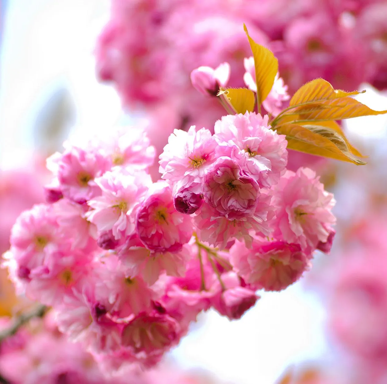 9 fotografías gratis de flores color rosa, fucsia y lila. | Banco ...