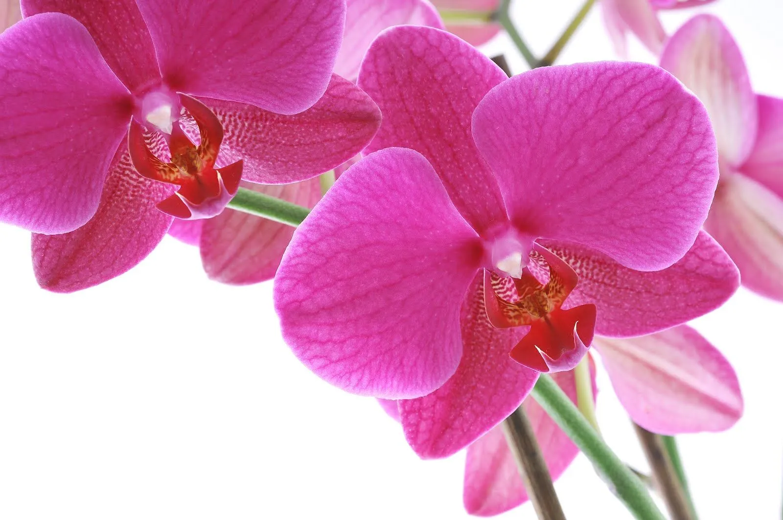 5 fotos de orquídeas de colores en alta resolución gratis | Banco ... 5 fotos de orquídeas de colores en alta resolución gratis | Banco ...