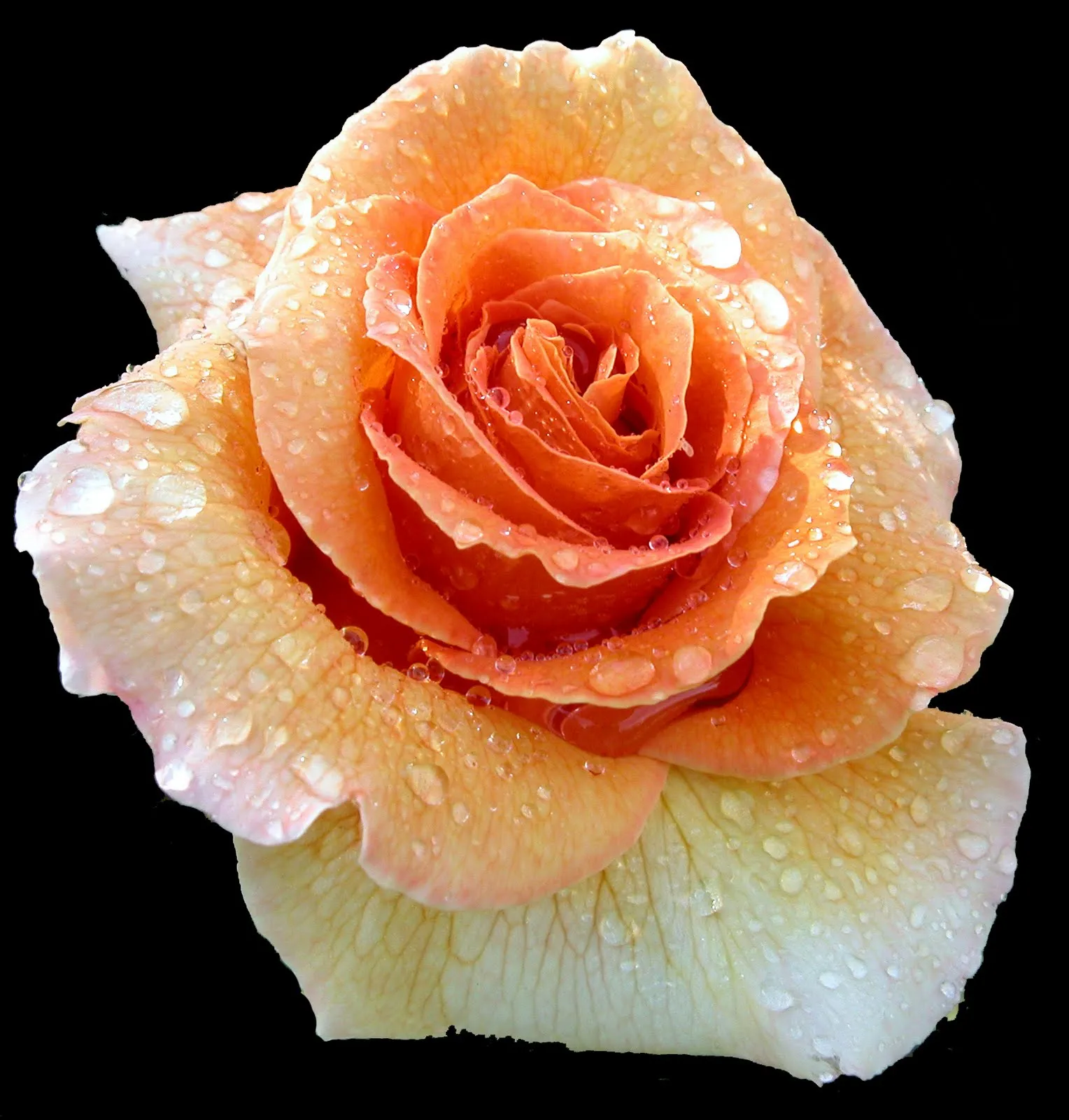 idool Rosas de colores para el 10 de mayo X (12 fotos) | New ... idool Rosas de colores para el 10 de mayo X (12 fotos) | New ...