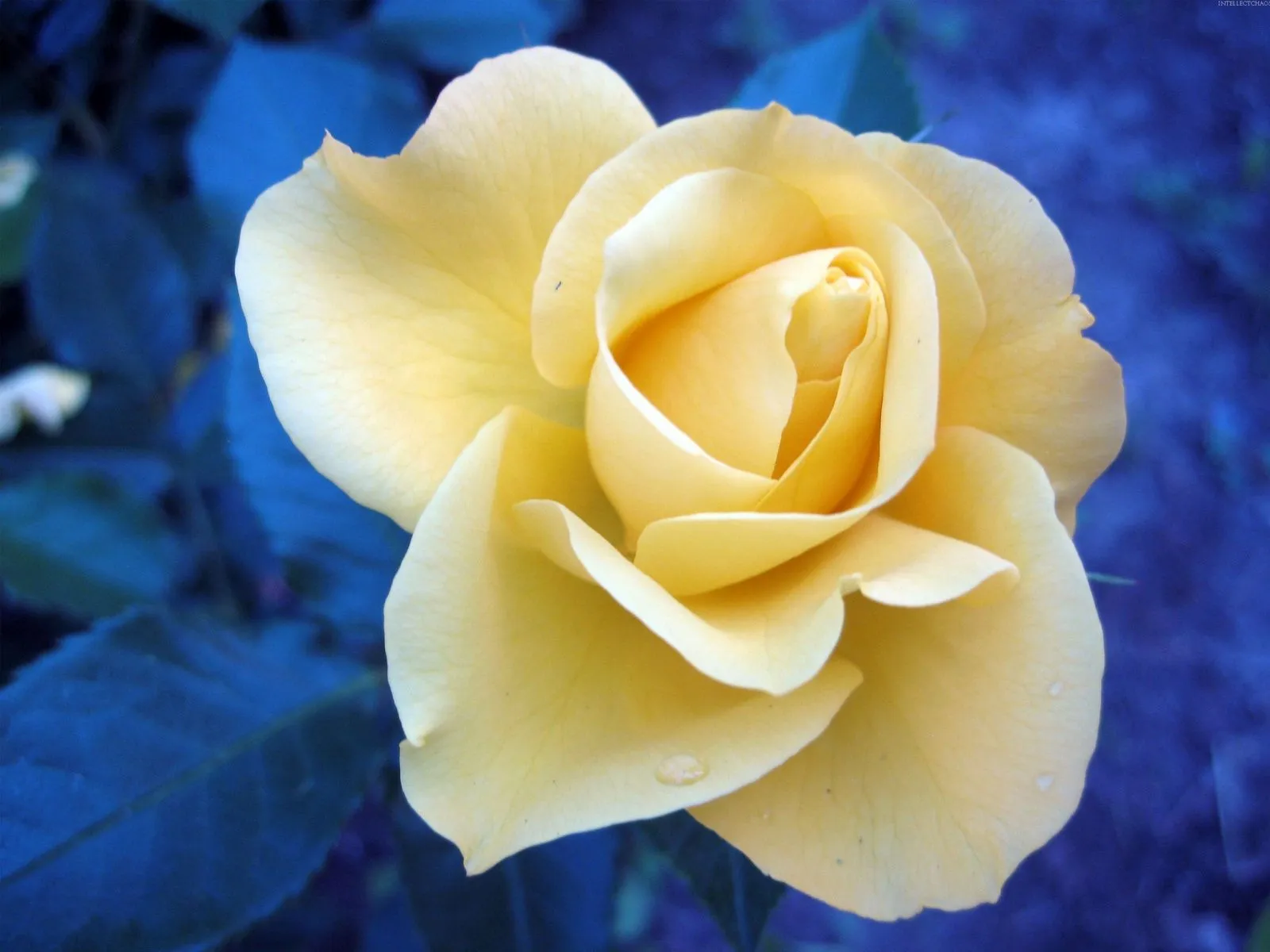 Idool Rosas de colores parte I (12 fotografías gratis) Idool Rosas de colores parte I (12 fotografías gratis)