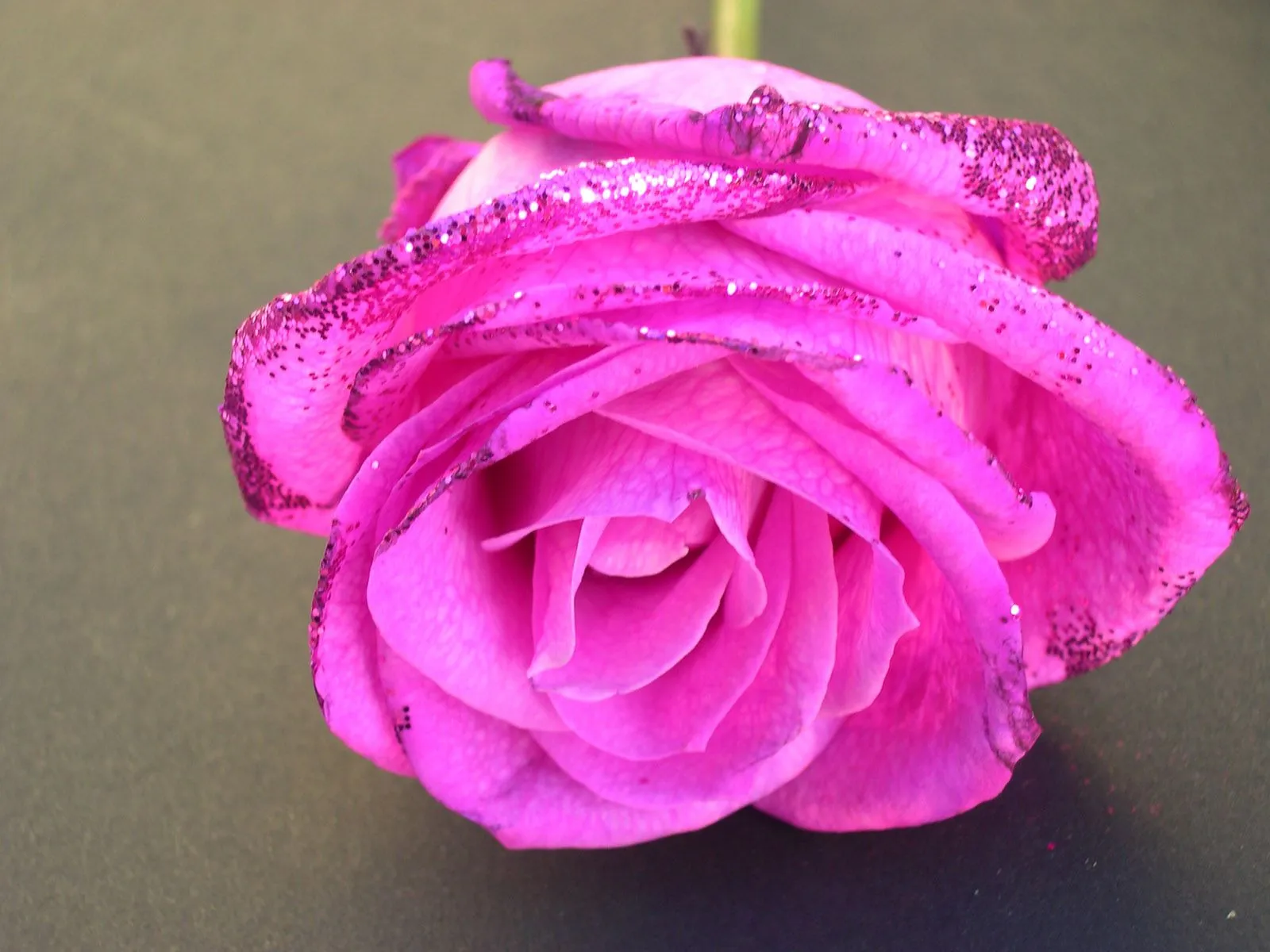 Idool Rosas de colores parte IV (8 fotos gratis) Idool Rosas de colores parte IV (8 fotos gratis)