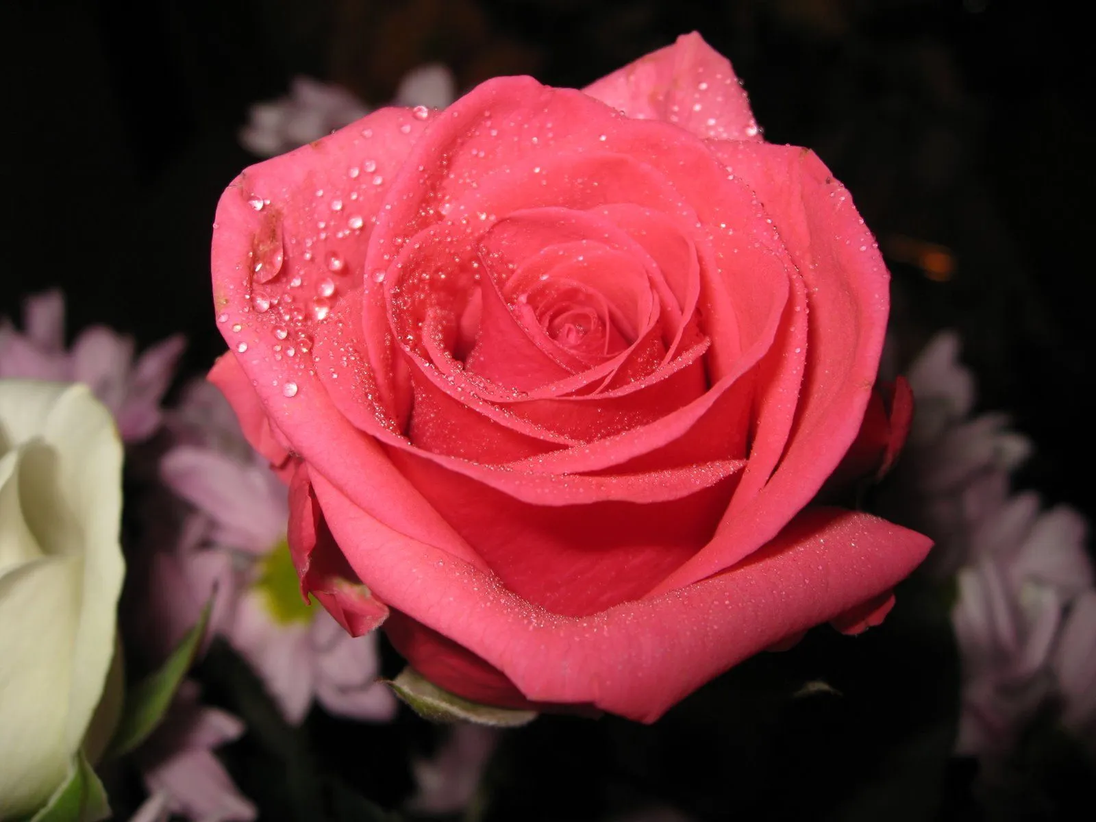 Idool Rosas de colores parte VI (5 fotos gratis para compartir) Idool Rosas de colores parte VI (5 fotos gratis para compartir)