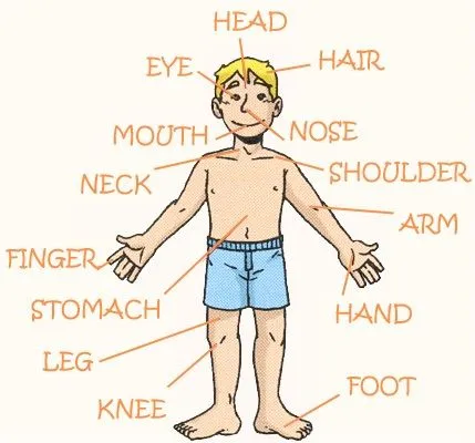 Cuerpo humano imagenes en inglés - Imagui