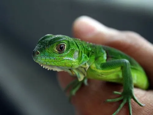Iguana bebé | Flickr - Photo Sharing!