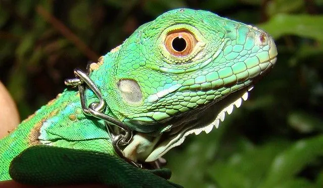 Iguana bebe | Flickr - Photo Sharing!