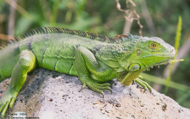 iguana | Biología y Geología "Amor de Dios" Valladolid