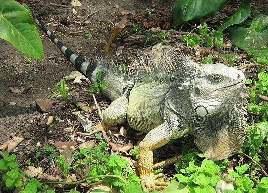 Iguana (Iguana Iguana) - Animals - A-Z Animals - Animal Facts ...