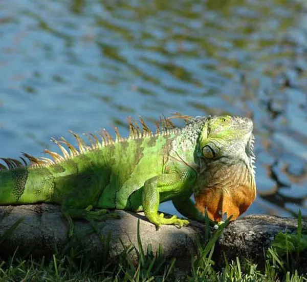 1. IGUANA VERDE Iguanas México