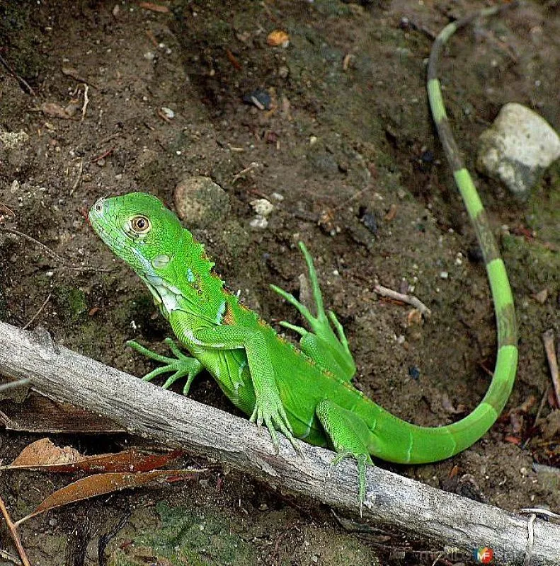 Iguana bebé verde - Imagui