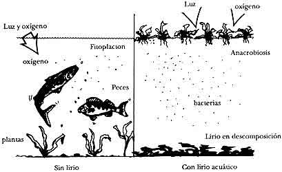 Dibujo ecosistema acuatico - Imagui