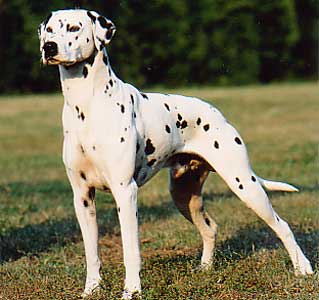 Il dalmata appartiene al gruppo dei segugi e cani per pista di sangue Il dalmata appartiene al gruppo dei segugi e cani per pista di sangue