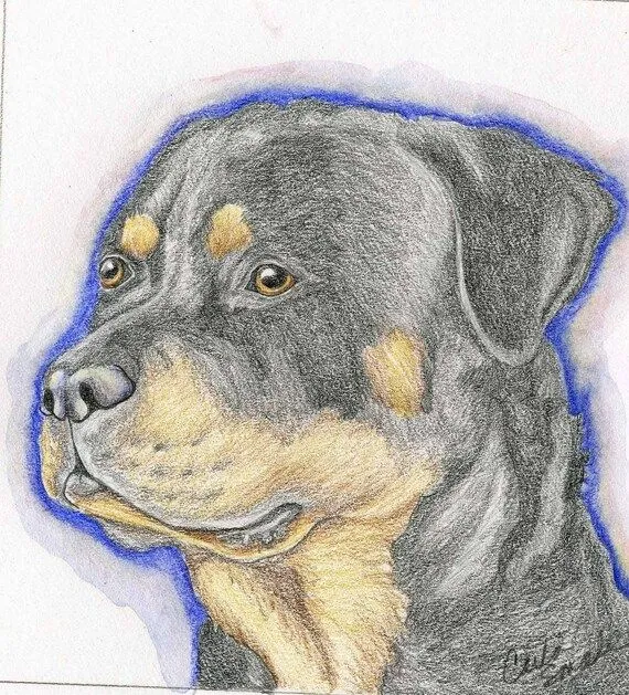 Items similar to Rottweiler Rotti Original lápiz dibujo perro arte ...