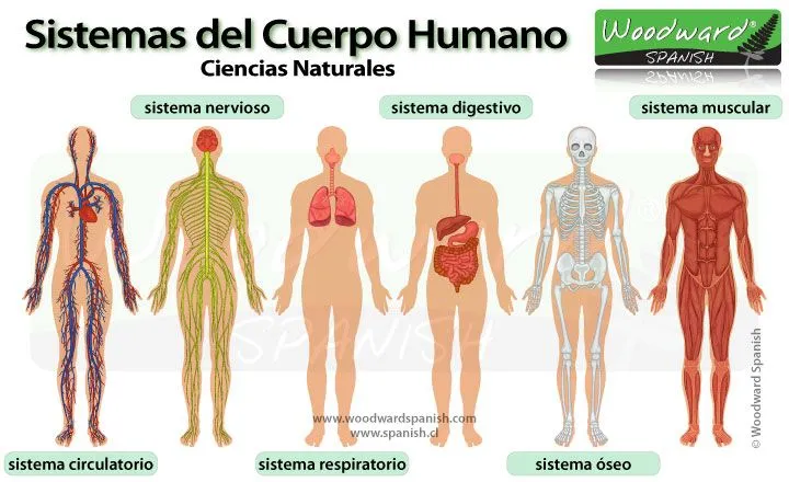 sistemas-del-cuerpo-humano.jpg