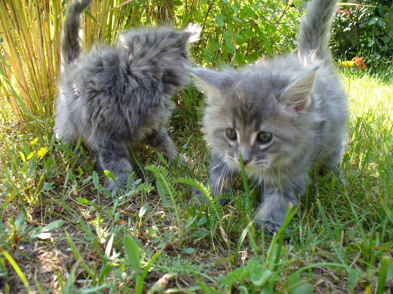 Image bébé Animaux: les + belles images de Bébés animaux ! Image bébé Animaux: les + belles images de Bébés animaux !