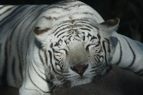 Image - Tigre de Bengala (Panthera Tigris).jpg - DragonVale Wiki