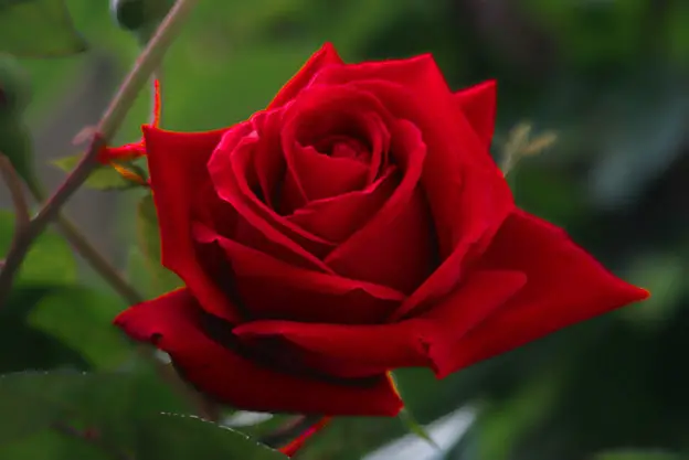 Imagem Bonita Lindas Rosas Vermelhas Imagens Bonitas Lindas Rosas and ... Imagem Bonita Lindas Rosas Vermelhas Imagens Bonitas Lindas Rosas and ...
