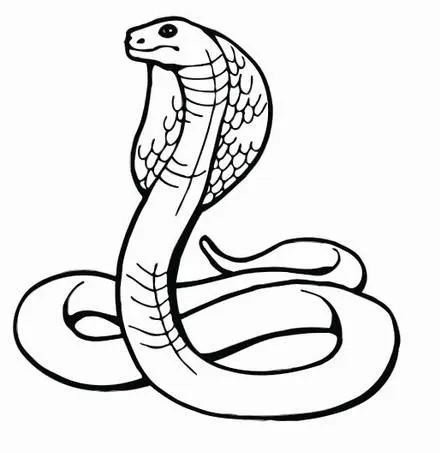 Imagen de una anaconda para colorear - Imagui