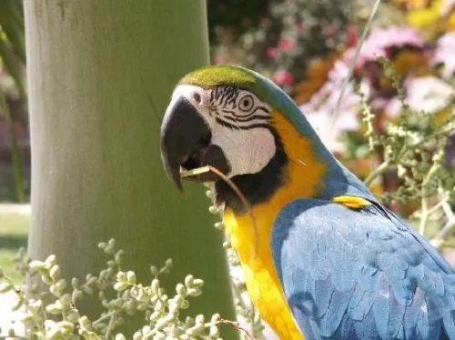 Imagen aves exoticas en venezuela aca es en choroni bella region ...