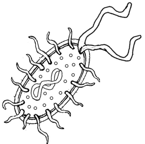 Dibujos para colorear de la bacteria - Imagui