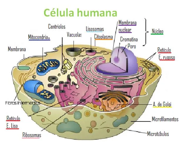 Imagenes de la celula humana y sus partes - Imagui