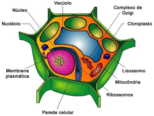 Célula Vegetal - Biologia Celular - InfoEscola