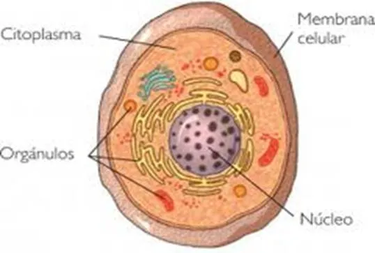 Células ecucariotas y procariostas - Monografias.com