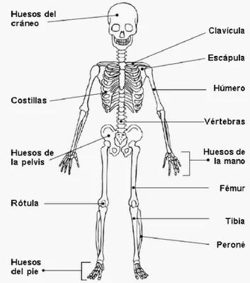 Mundo Bergan 6: O Esqueleto Humano