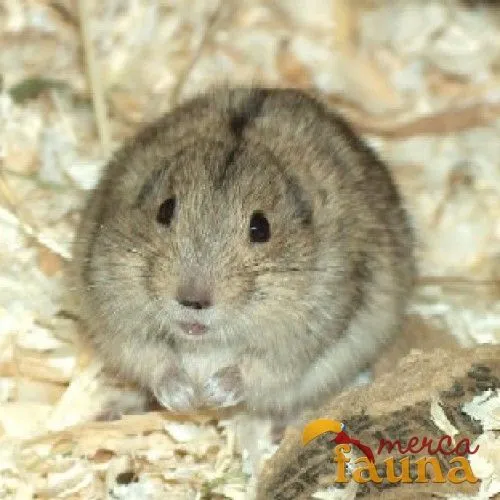 Vendo Lemming de la Estepa *Lagurus Lagurus* - Mercafauna ... Vendo Lemming de la Estepa *Lagurus Lagurus* - Mercafauna ...
