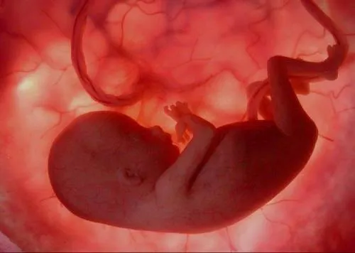 Imagen de feto de 2 meses - Imagui