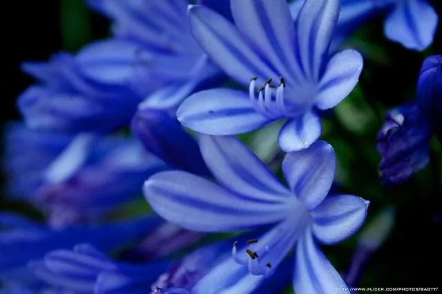 Imagen - Flores azules.jpg - Wiki Halo Fanon - Wikia