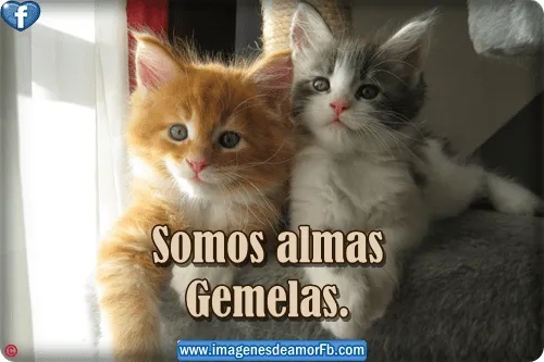 Imagenes de gatitos con frases d amor - Imagui