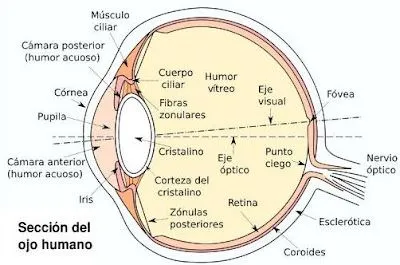 Imagen: gráfico de un ojo con el nombre de sus partes