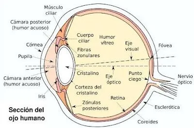 Imagen: gráfico de un ojo con el nombre de sus partes Imagen: gráfico de un ojo con el nombre de sus partes