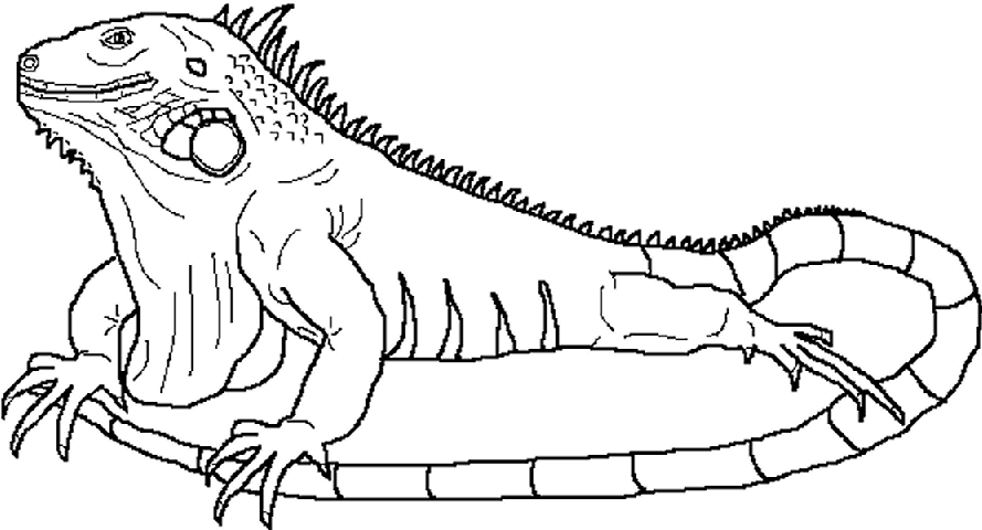Iguana dibujo para colorear - Imagui
