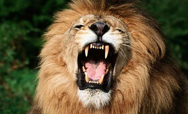 Imagen de un león rugiendo. Foto: The Sun | Qué.es