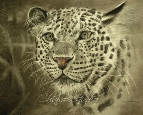 Imagen leopardo - grupos.emagister.com