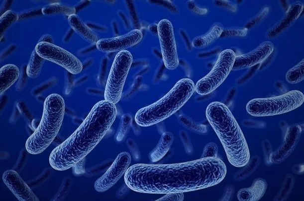 Definición de Microorganismo ✓ ¿Qué es Microorganismo? ✓ Su ...