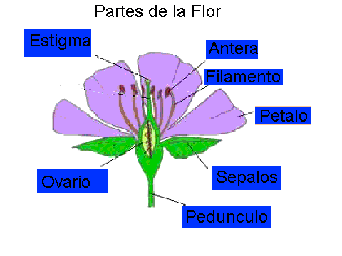 Imágenes de las partes de una flor - Imagui