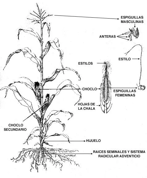 Dibujo de una planta con todos sus organos - Imagui
