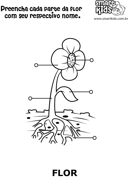 Las plantas dibujo para pintar partes de la planta - Imagui