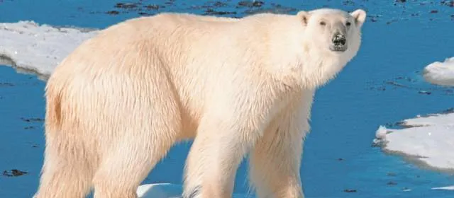 imagen-shutterstock-oso-polar- ...