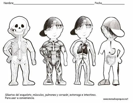 Cuerpo humano organos para colorear - Imagui