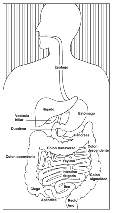 Dibujos para pintar del sistema digestivo - Imagui