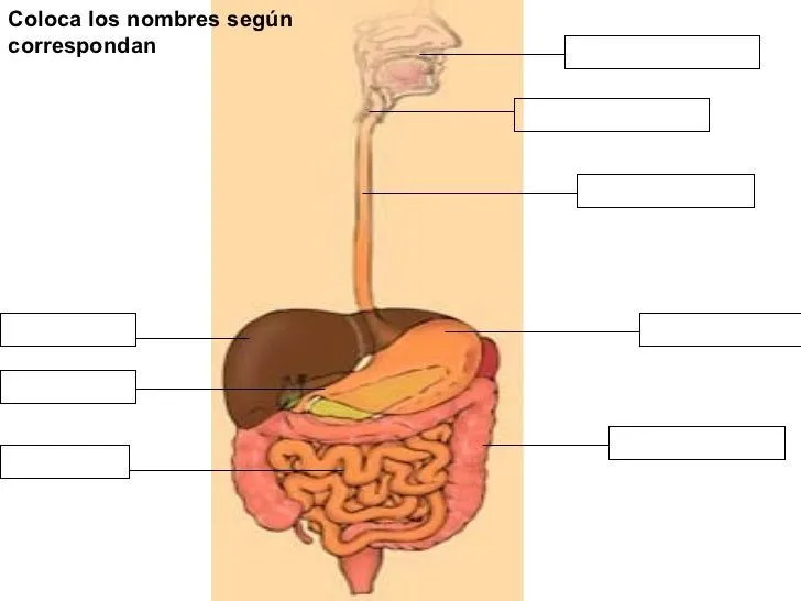 Imagen sistema digestivo sin nombres - Imagui